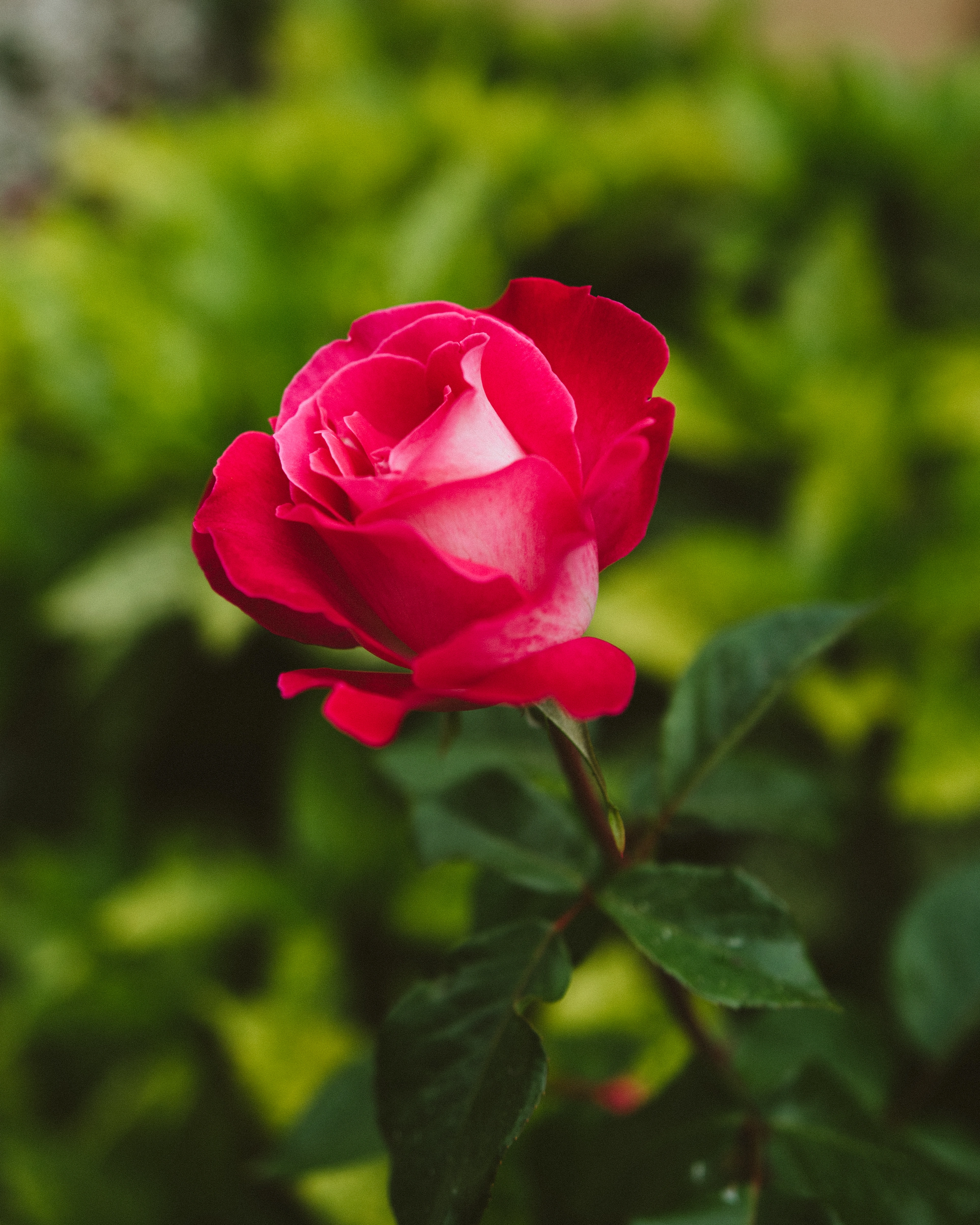 Rose Fragrance Oil